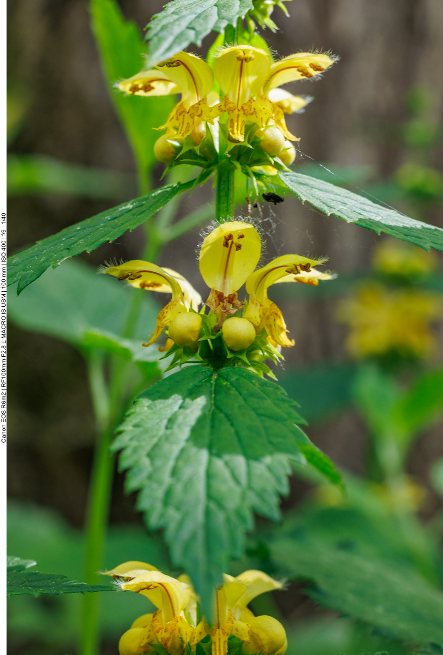 Echte Goldnessel [Lamium galeobdolon]