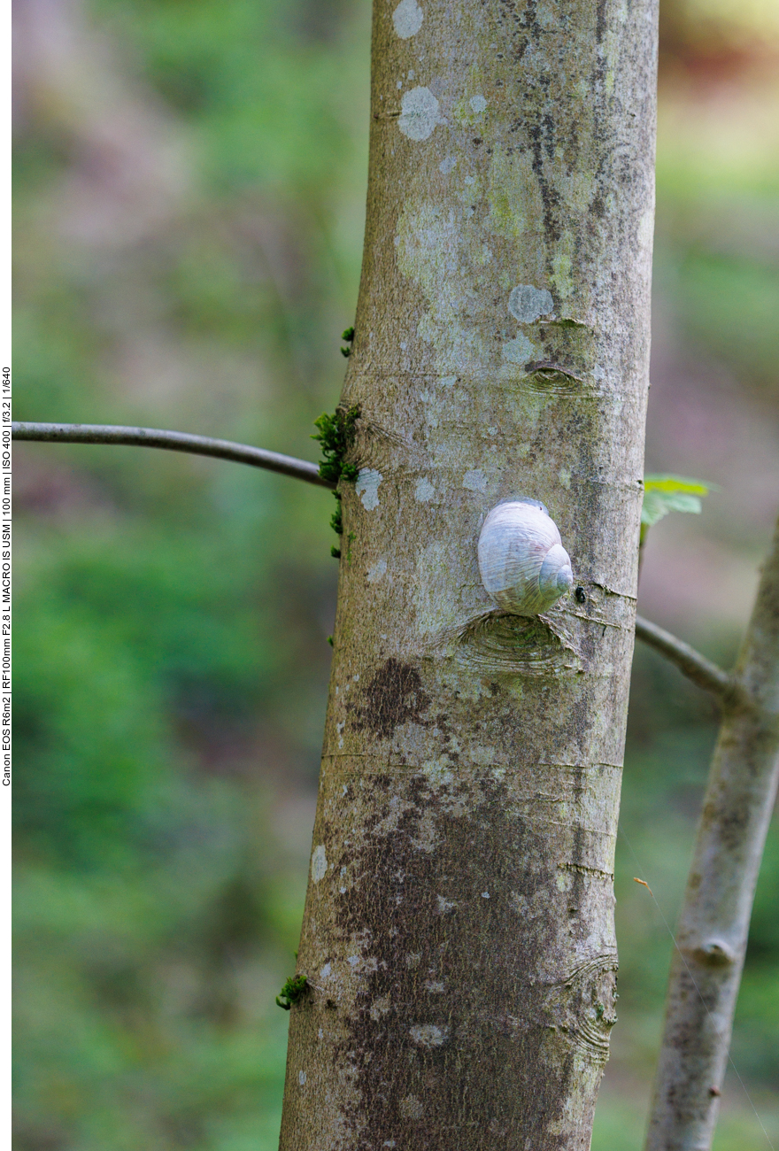 Wie weit sie wohl hinauf steigt? 