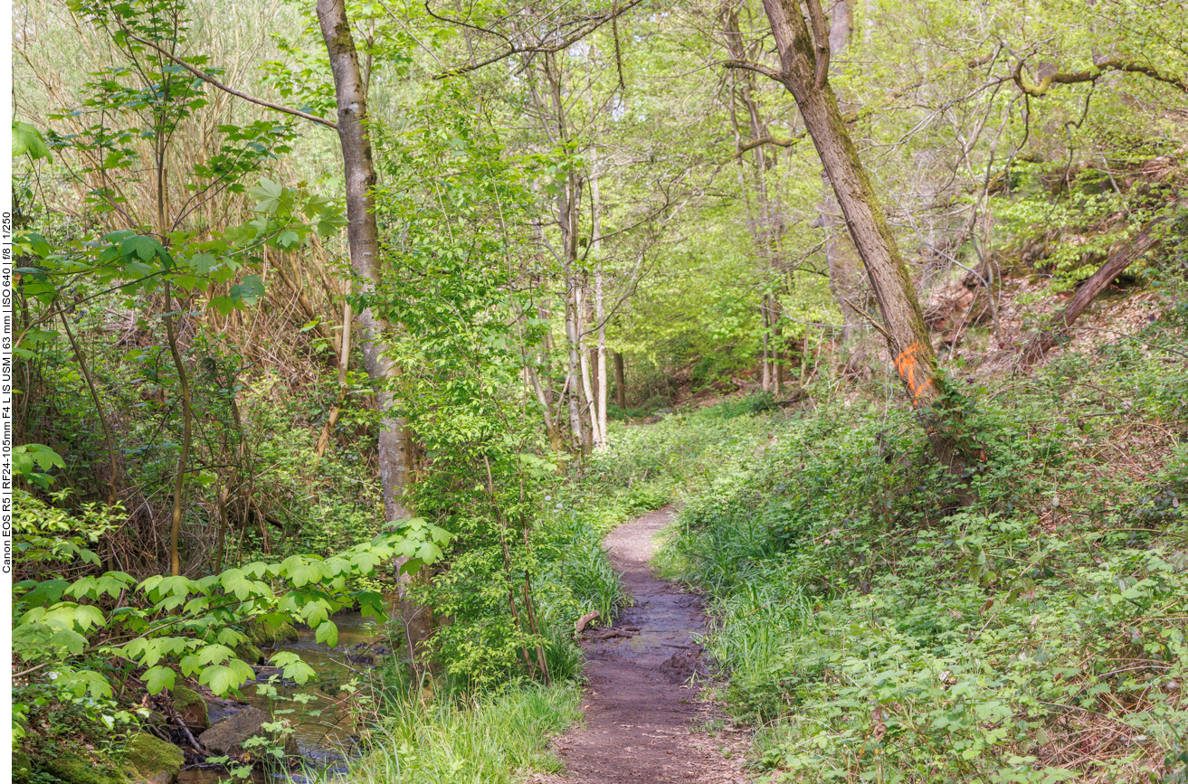 Dichtes Laub über dem Weg 