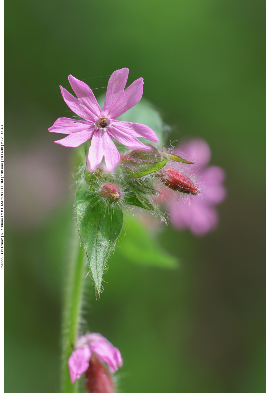 Rote Lichtnelke [Silene dioika] (Stack aus 22 Einzelbildern)