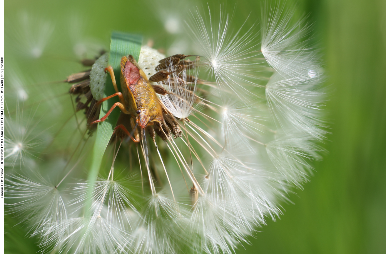 Wanze in einem Löwenzahn Samenball 