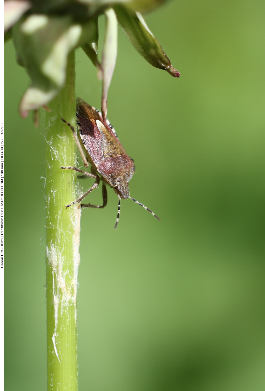 Wanze an einem Löwenzahnstengel (Stack aus 22 Einzelbildern)