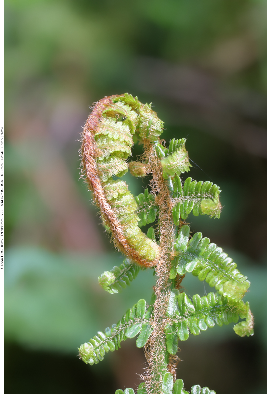 Schuppiger Wurmfarn [Dryopteris affinis] 