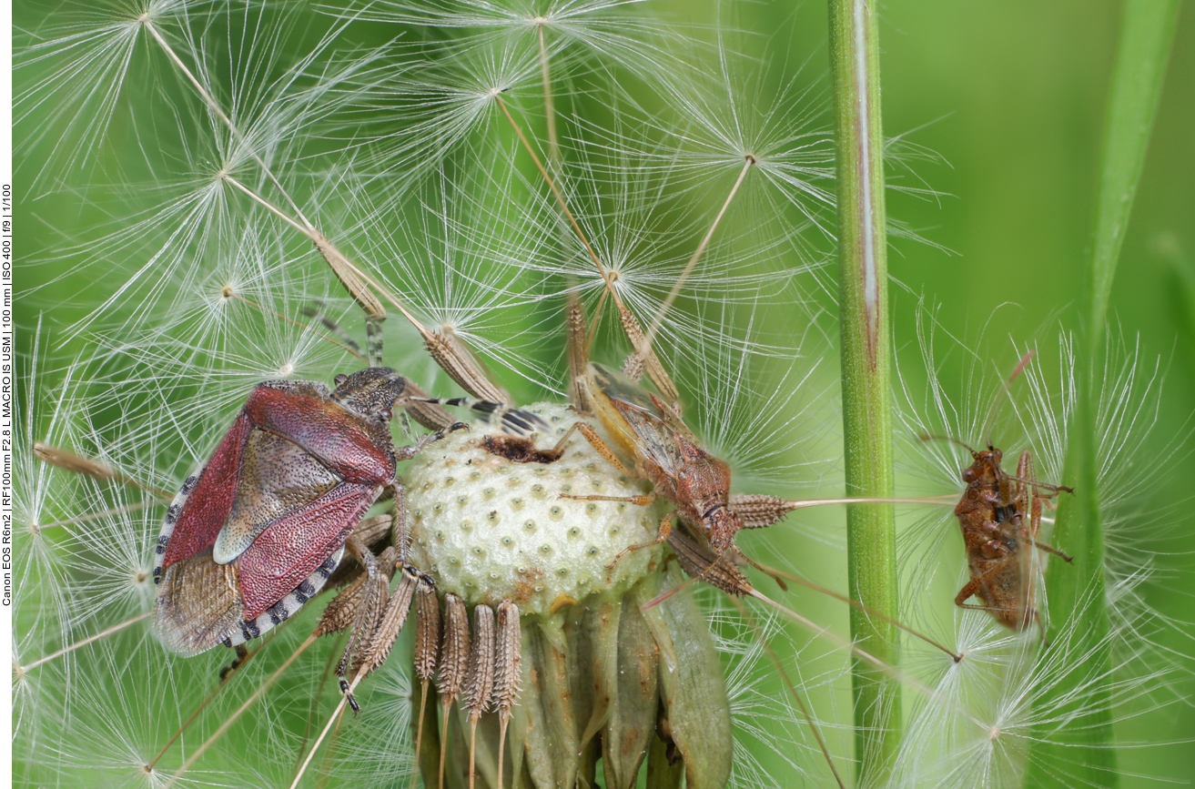 Wanzen an einem Löwenzahn (Stack aus 22 Einzelbildern) 