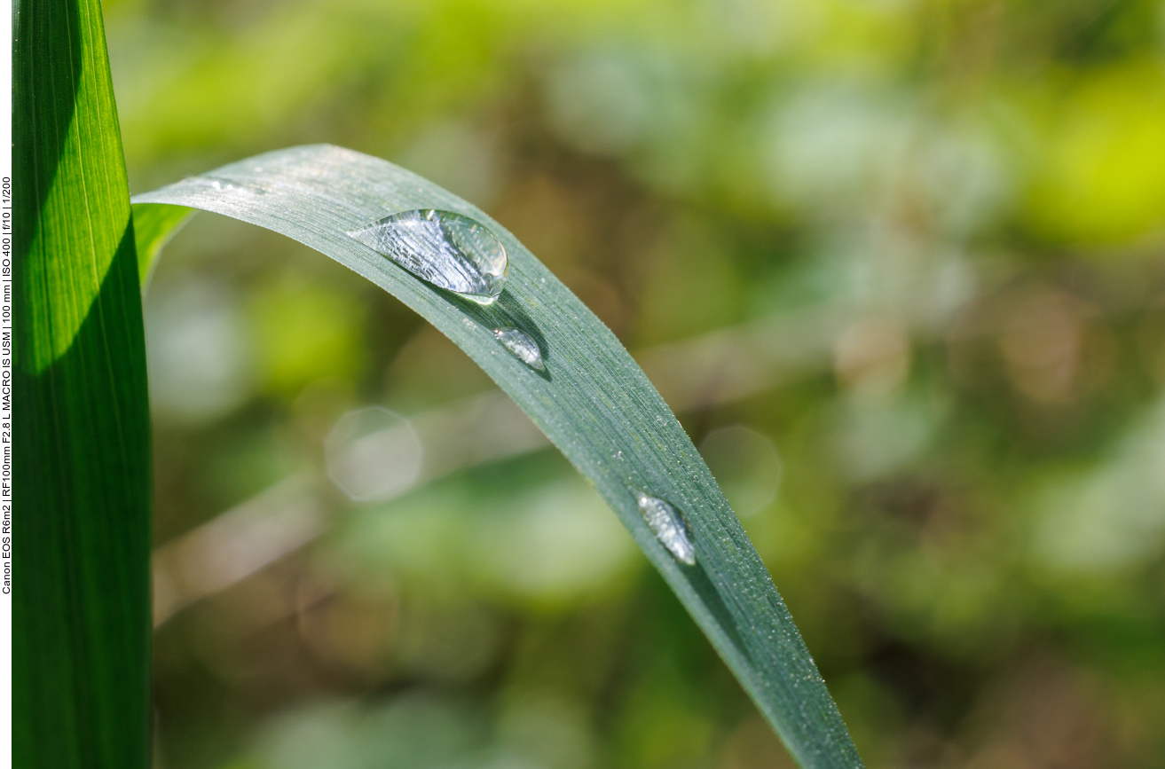 Wassertropfen auf Grashalm 
