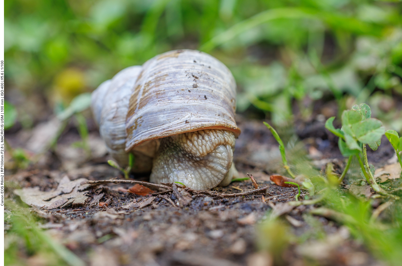 Schnecke am Waldboden 