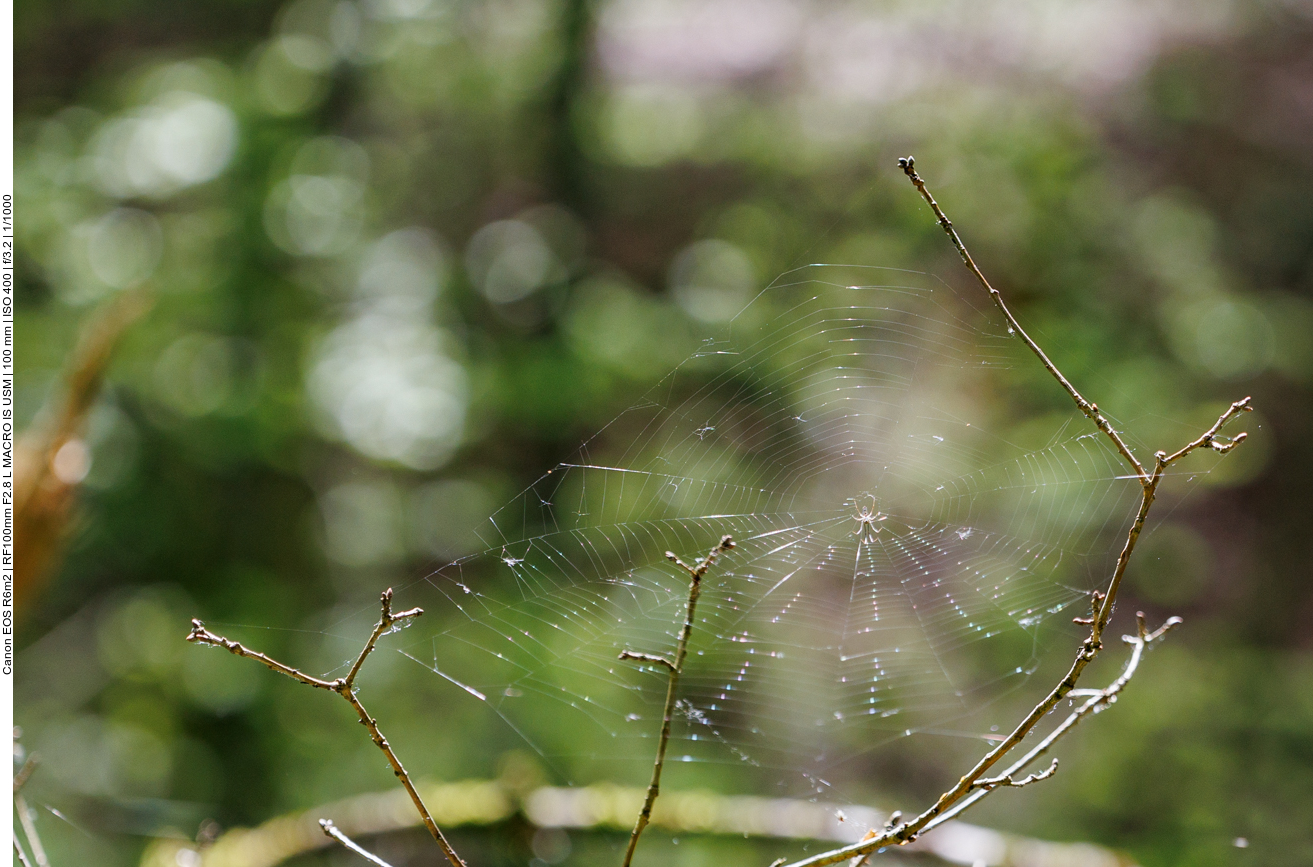 Spinnennetz mit Spinne 