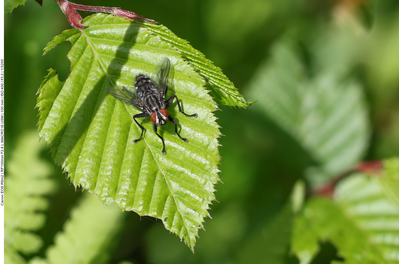 Fliege (Stack aus 22 Einzelbildern)