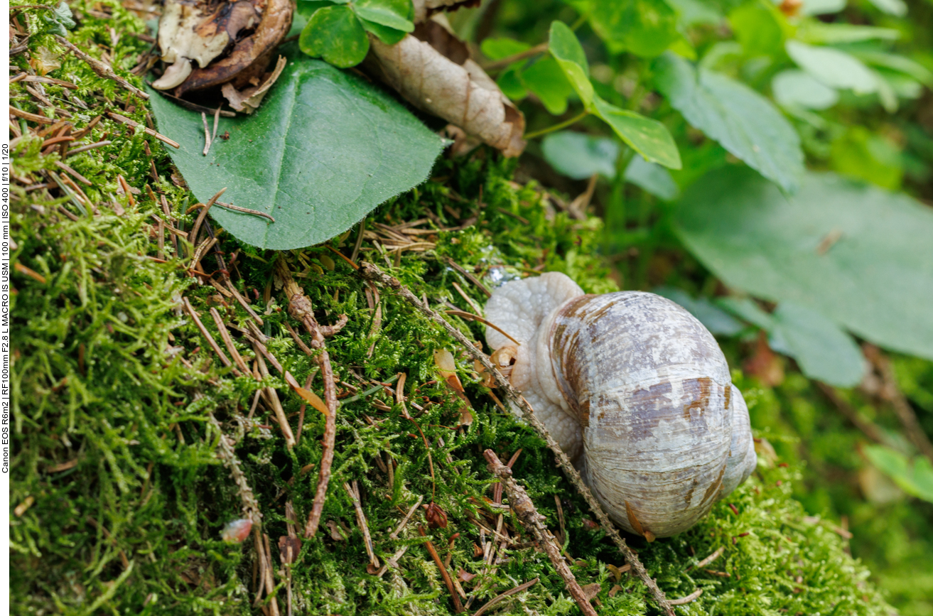 Schnecke im Moos 