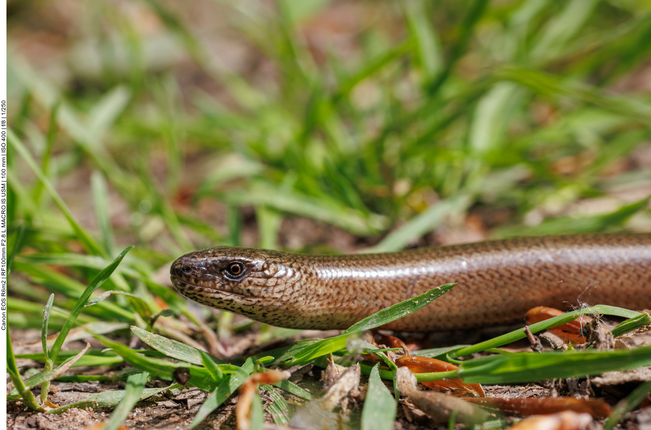 Westliche Blindschleiche [Anguis fragilis ]
