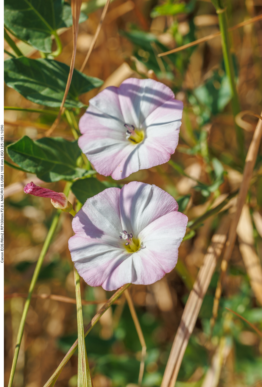 Ackerwinde [Convolvulus arvensis]