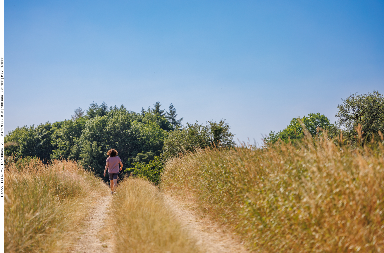 Zwischen hohen Gräsern 