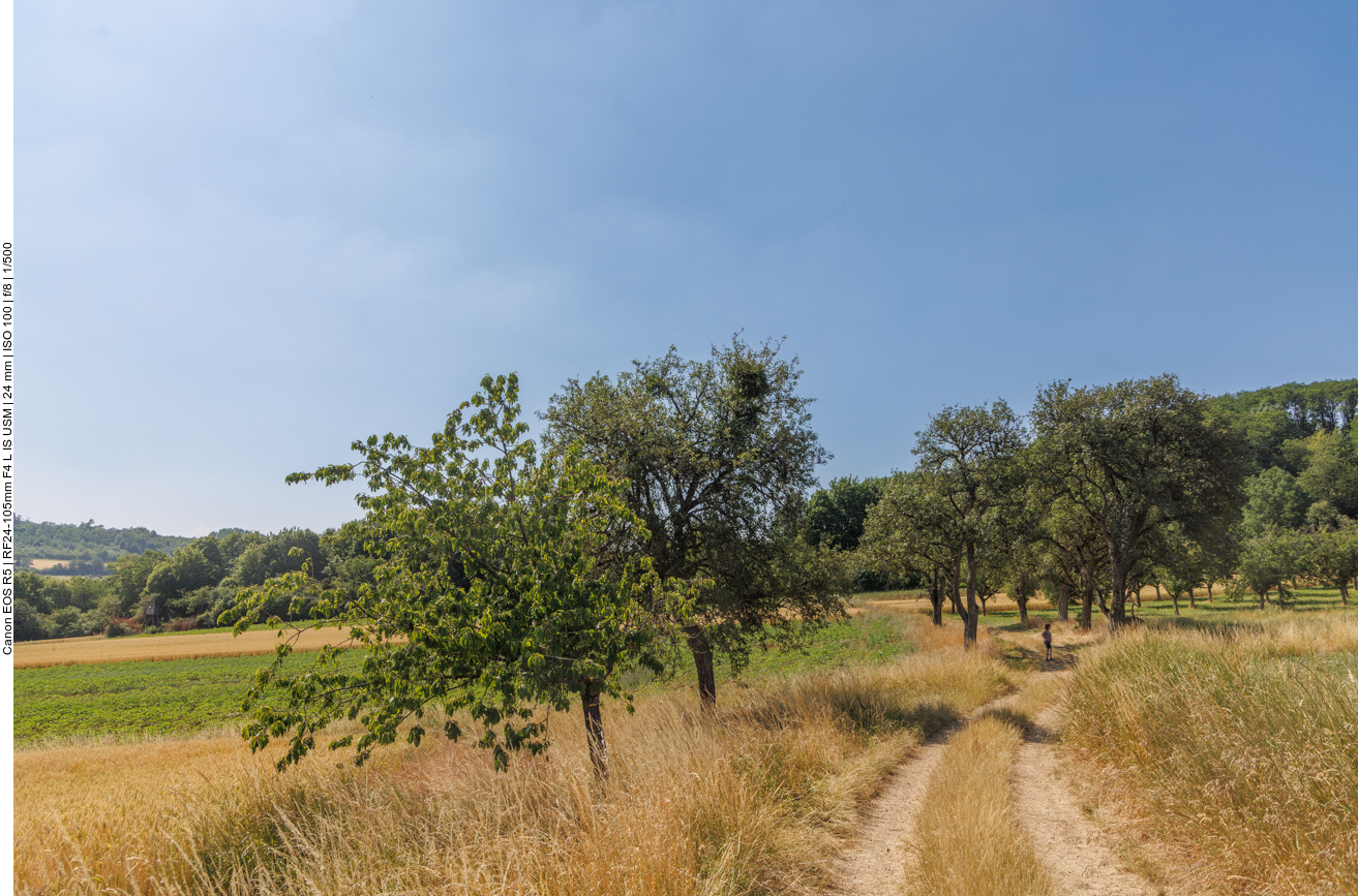 Suche nach einem Schattenplätzchen 