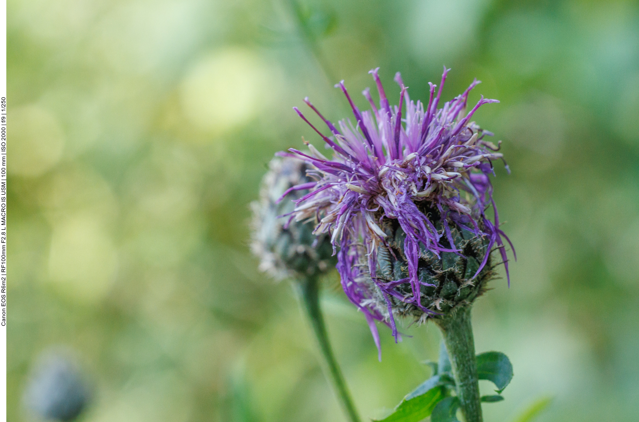Skabiosenflockenblume [Centaura scabiosa] 