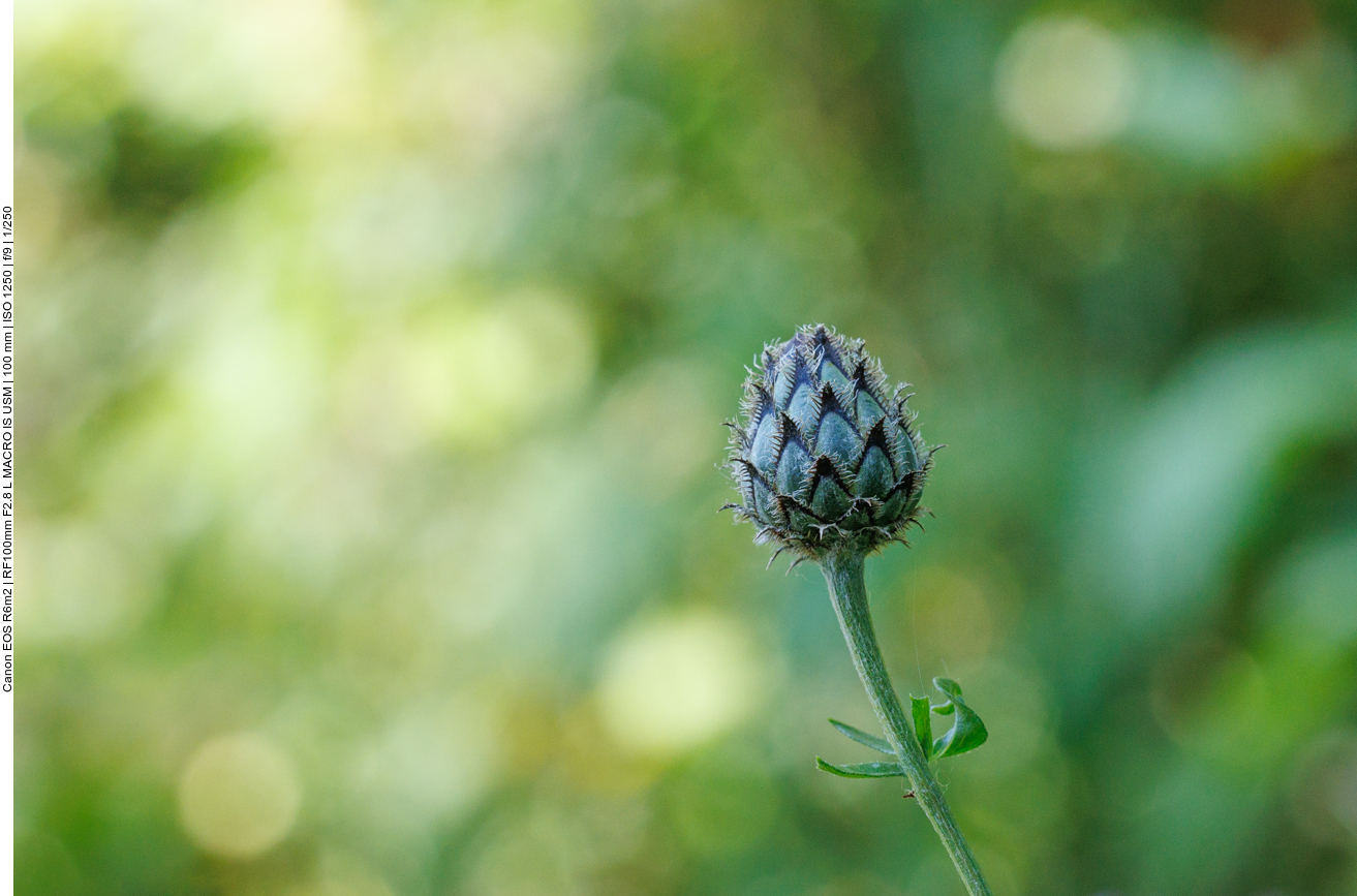 Skabiosenflockenblume [Centaura scabiosa] 
