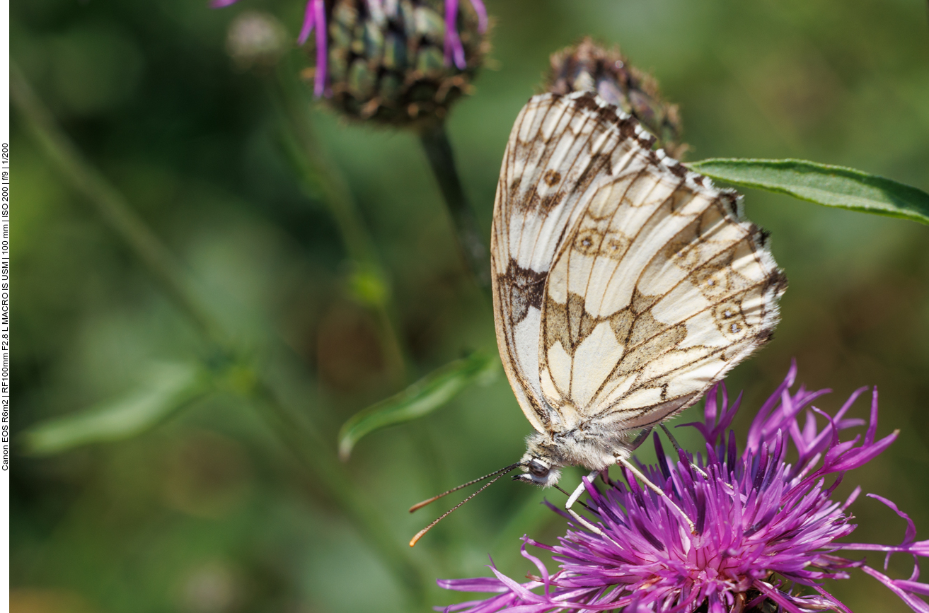 Schachbrett [Melanargia galathea] auf einer Skabiosenflockenblume [Centaura scabiosa] 