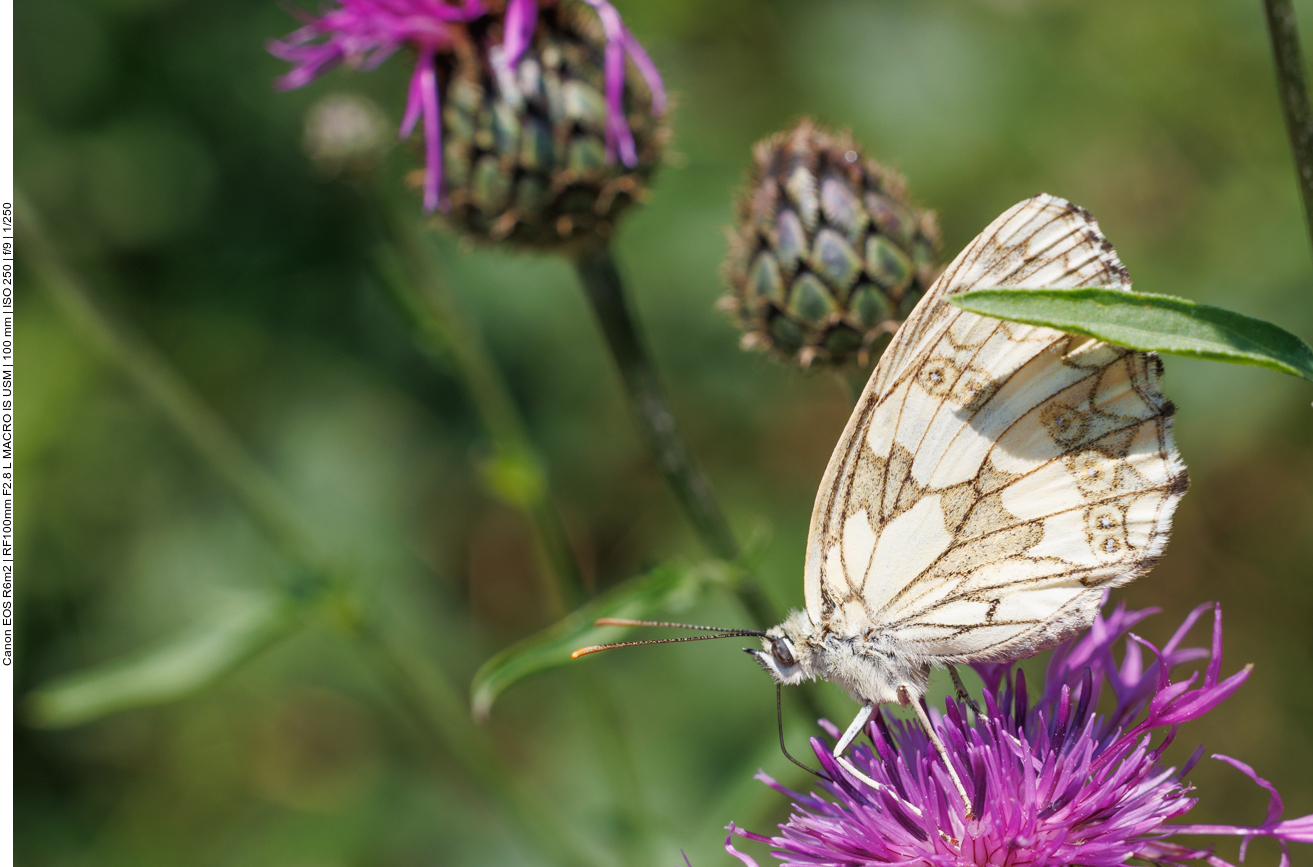 Schachbrett [Melanargia galathea] auf einer Skabiosenflockenblume [Centaura scabiosa] 
