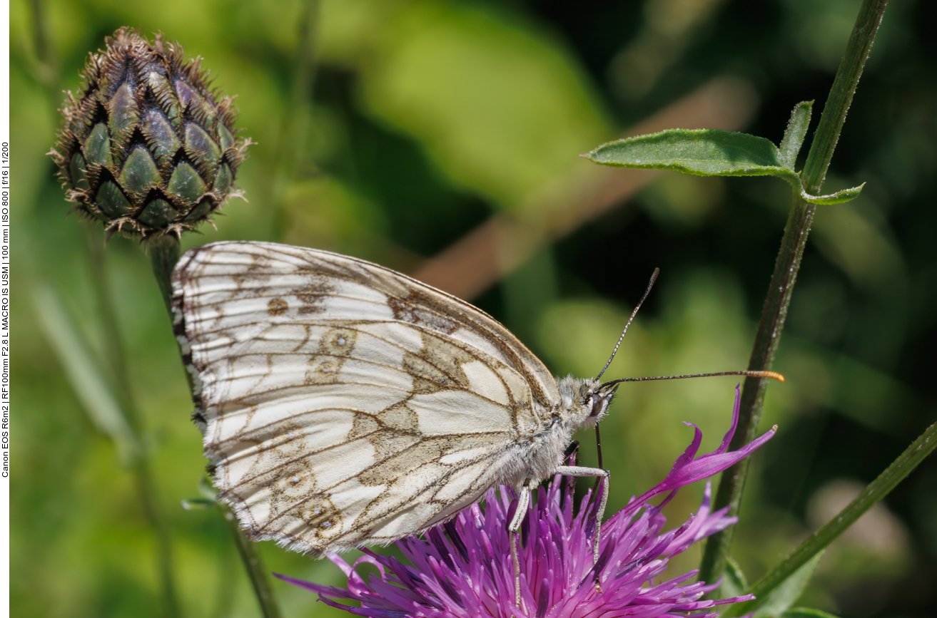 Schachbrett [Melanargia galathea] auf einer Skabiosenflockenblume [Centaura scabiosa] 