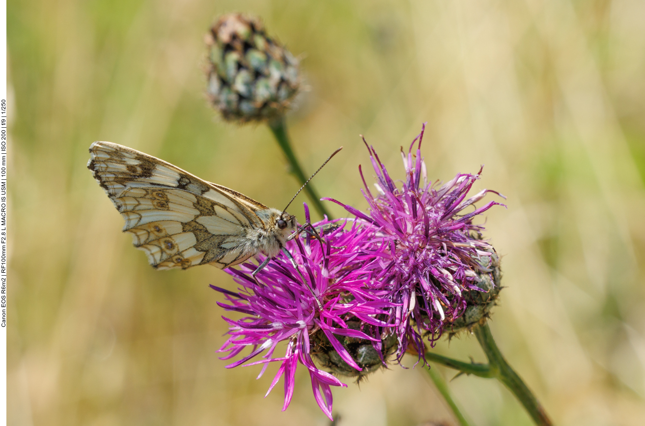 Schachbrett [Melanargia galathea] auf einer Skabiosenflockenblume [Centaura scabiosa] 