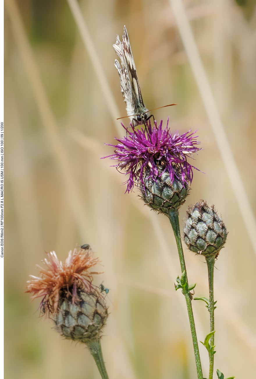 Schachbrett [Melanargia galathea] auf einer Skabiosenflockenblume [Centaura scabiosa] 
