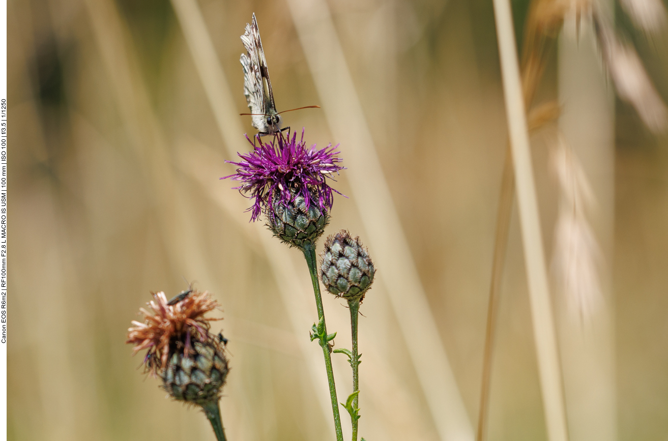 Schachbrett [Melanargia galathea] auf einer Skabiosenflockenblume [Centaura scabiosa] 