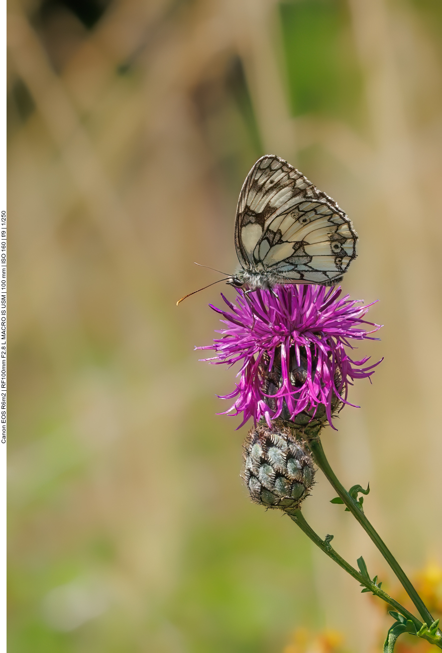 Schachbrett [Melanargia galathea] auf einer Skabiosenflockenblume [Centaura scabiosa] 