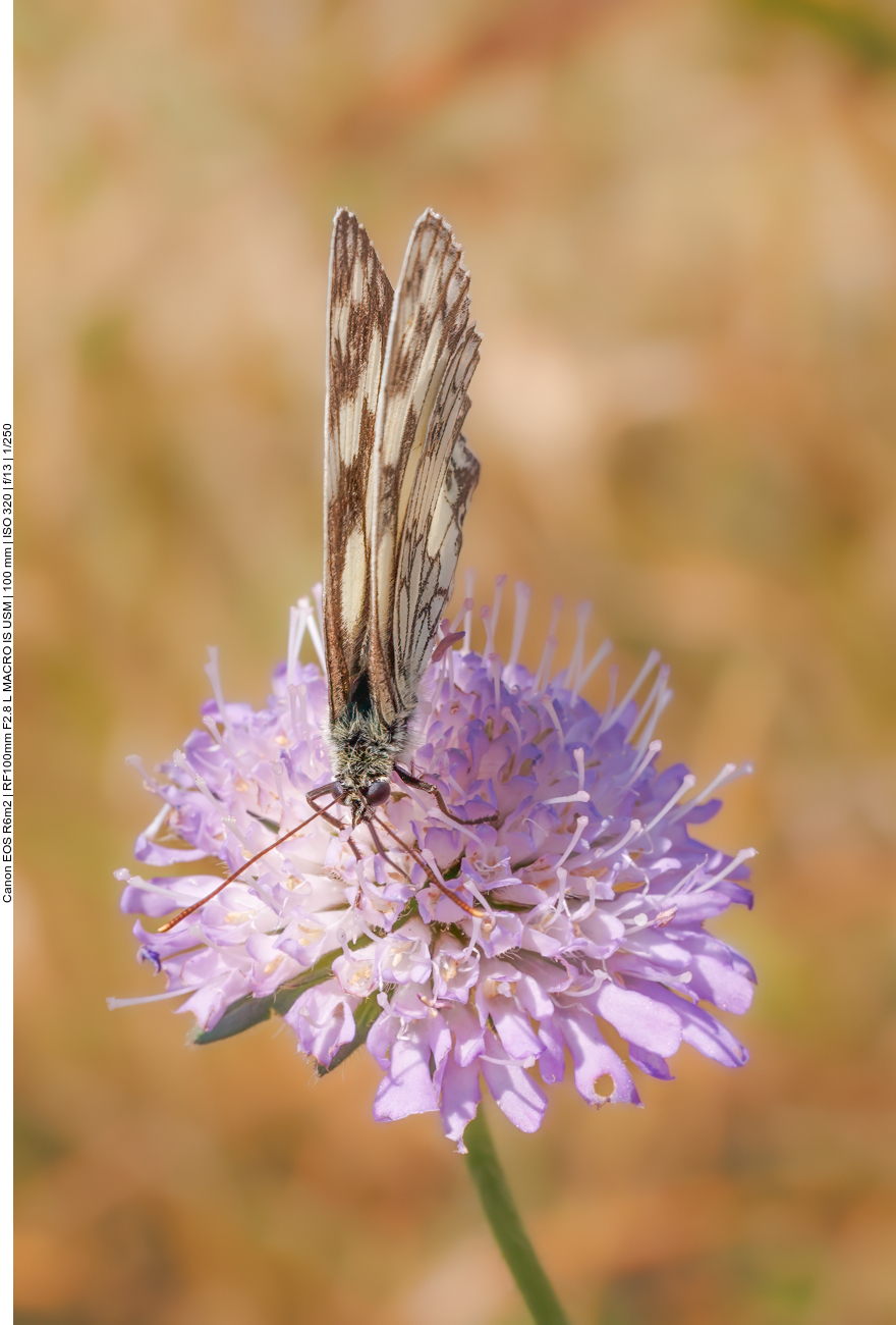 Schachbrett [Melanargia galathea] auf einer Wiesenwitwenblume [Knautia arvensis] 