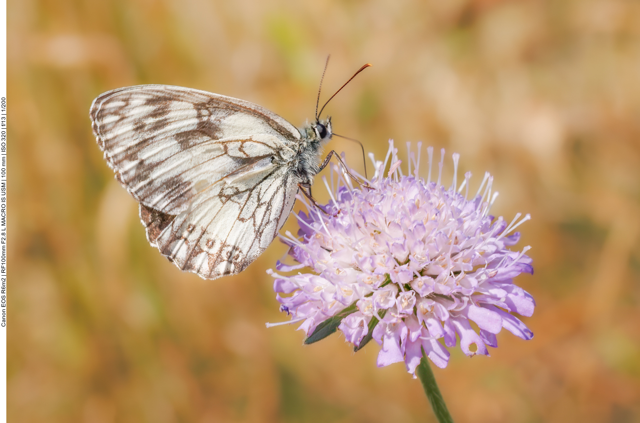 Schachbrett [Melanargia galathea] auf einer Wiesenwitwenblume [Knautia arvensis] 