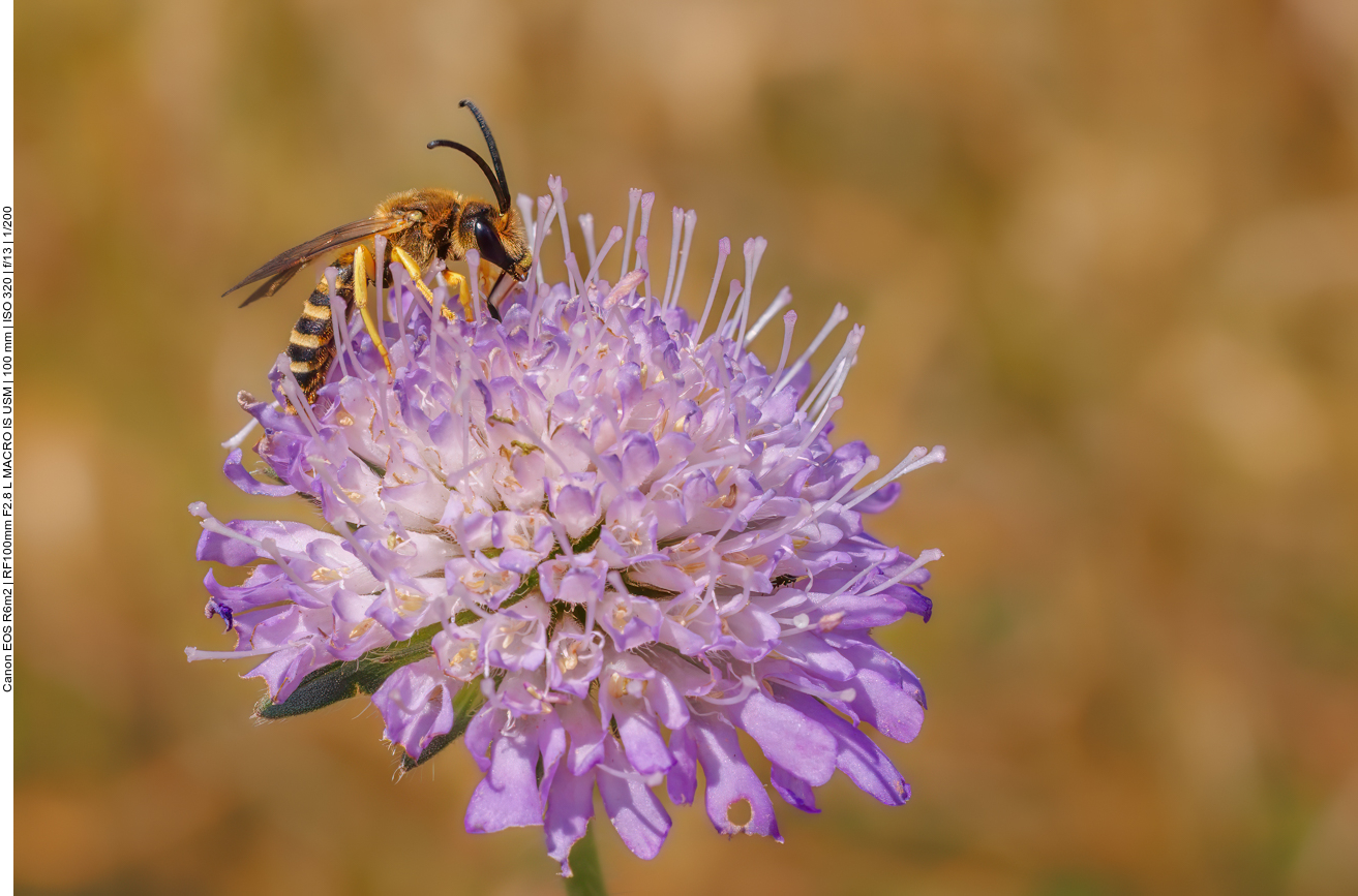 Biene auf einer Wiesenwitwenblume [Knautia arvensis] 