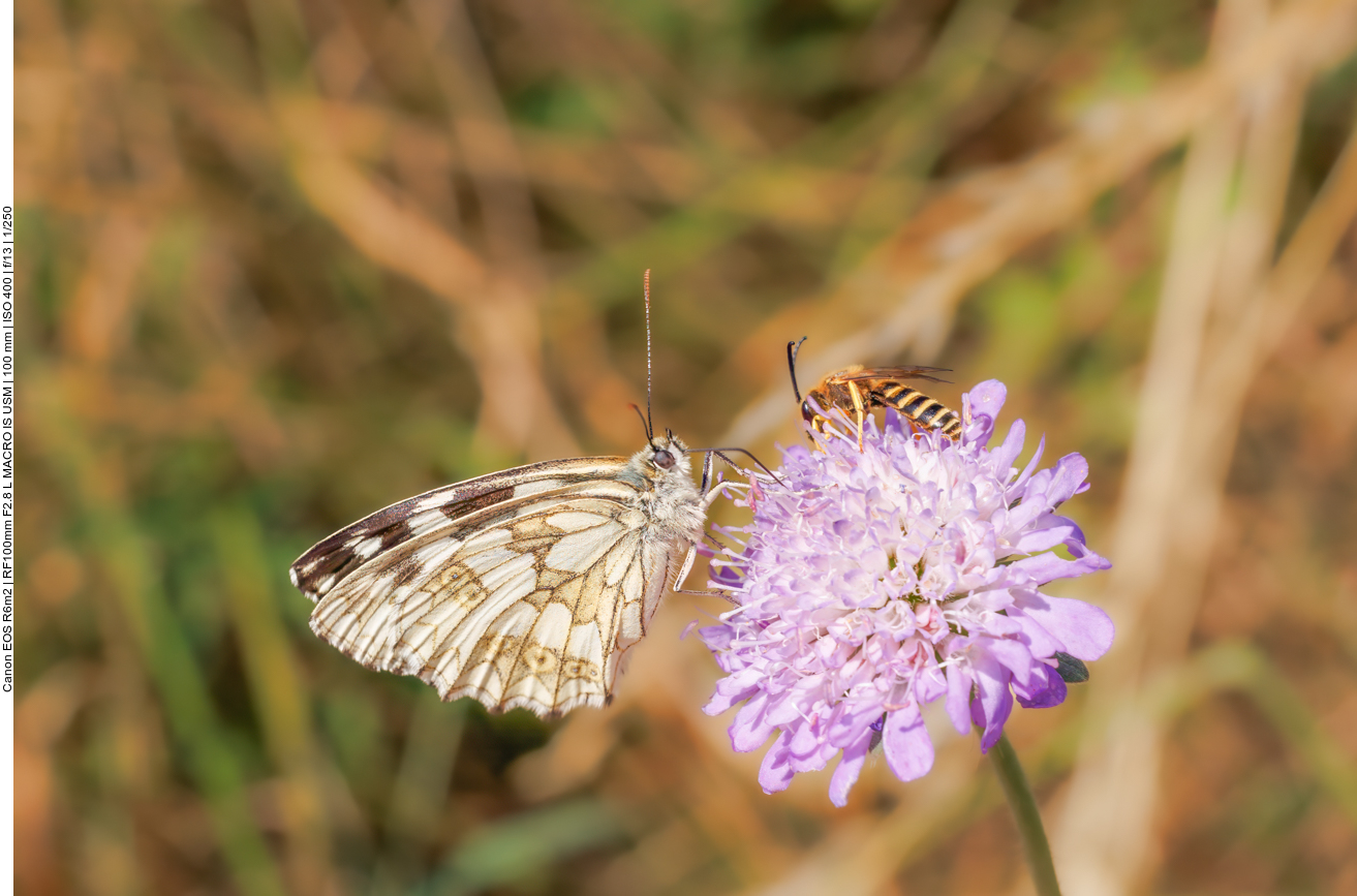 Schachbrett [Melanargia galathea] und Biene auf einer Wiesenwitwenblume [Knautia arvensis] 