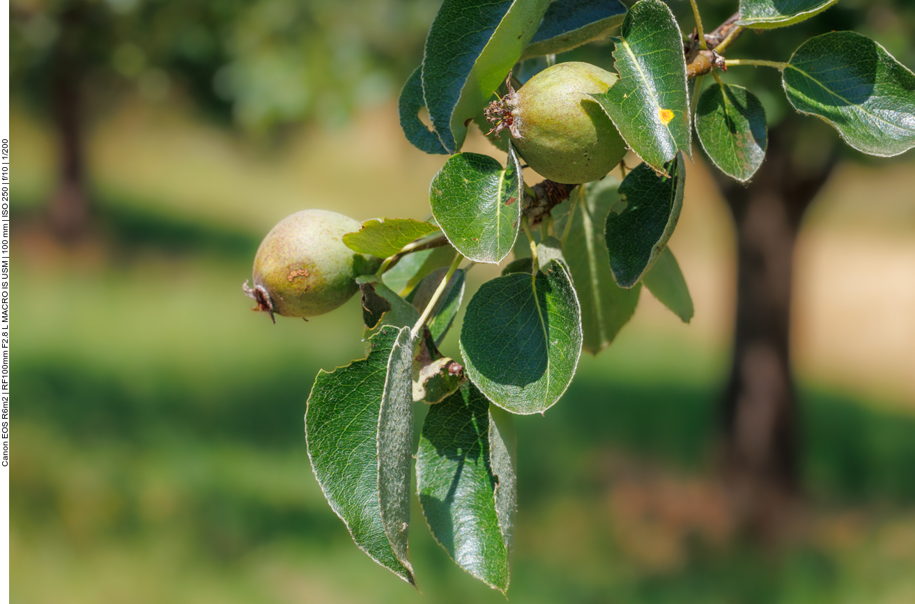 Ja ist denn schon wieder Herbst? 
