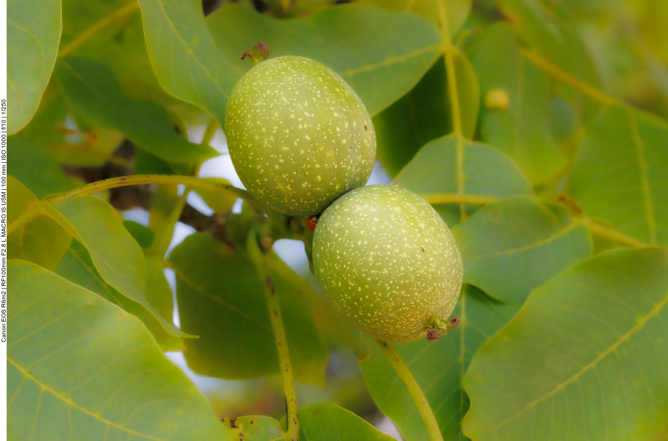 Walnüsse gibt es auch schon (fast) 