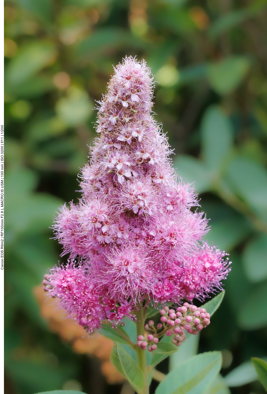 Weiden-Spierstrauch [Spiraea salicifolia] 