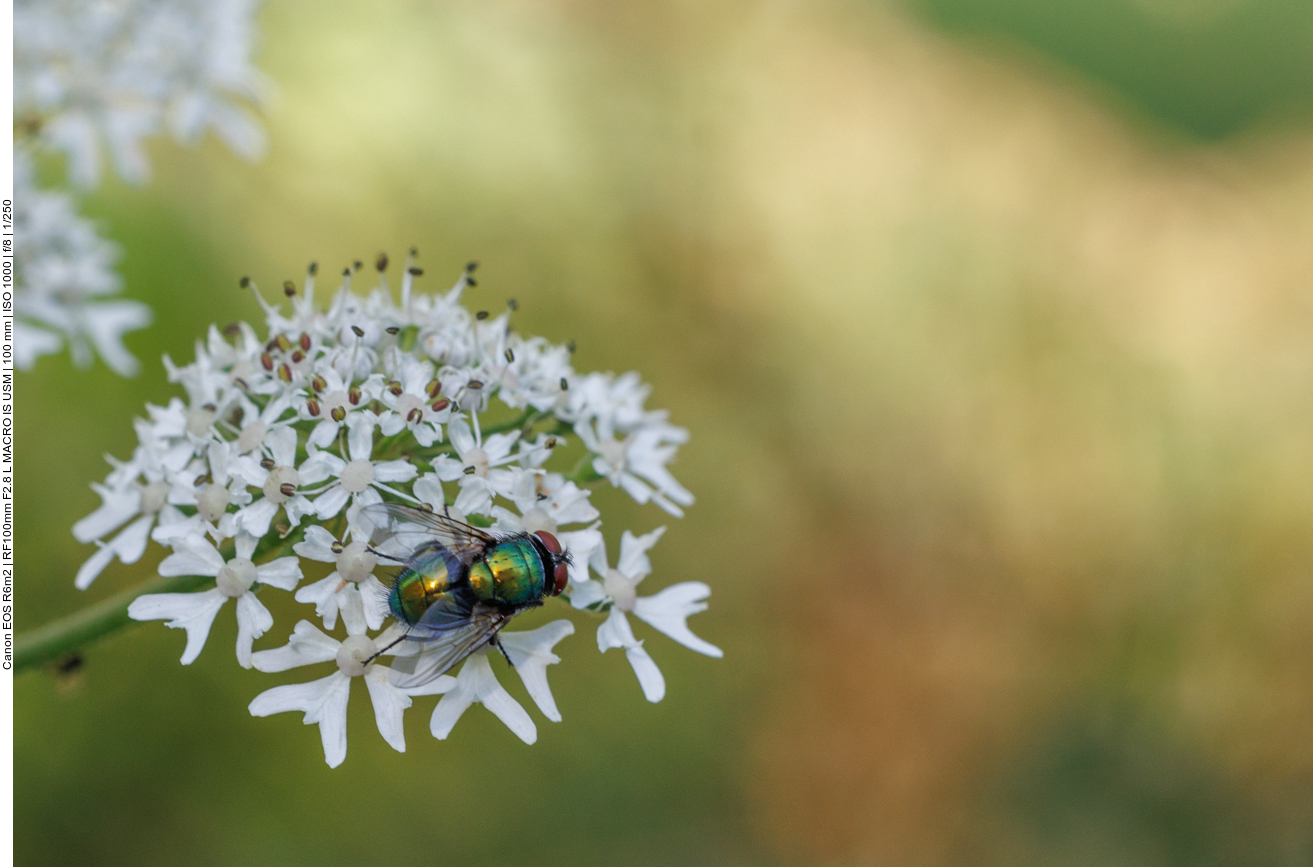 Goldfliege [Lucilia sericata]