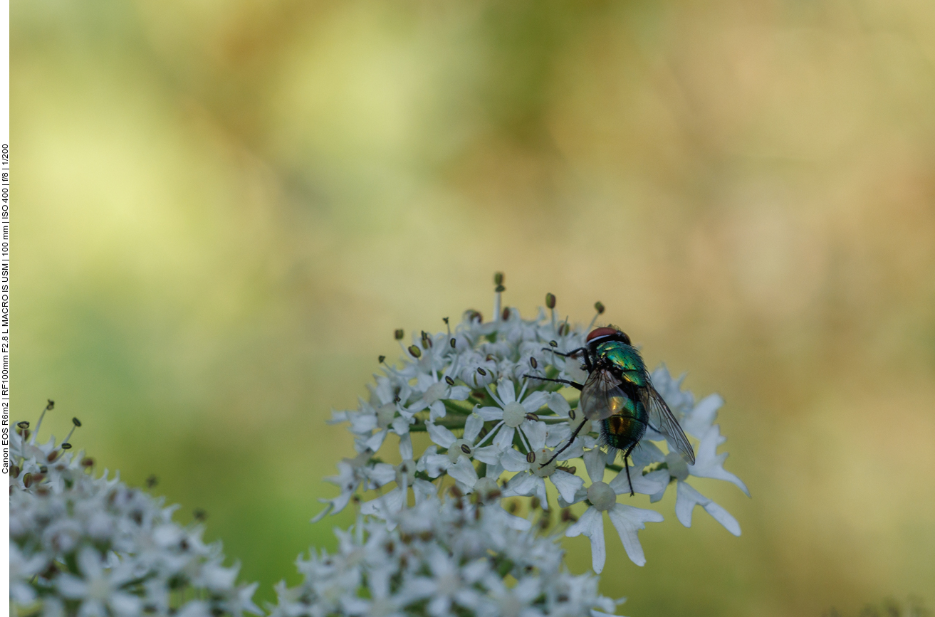 Goldfliege [Lucilia sericata]
