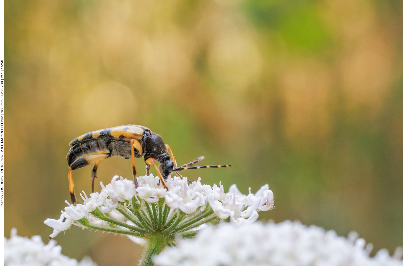 Gefleckter Schmalbock [Rutpela maculata]