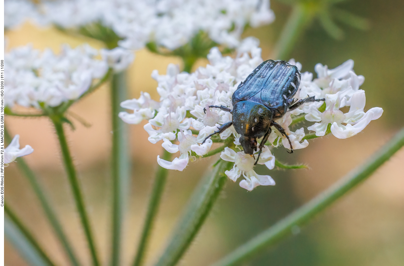 Trauer-Rosenkäfer [Oxythyrea funesta]