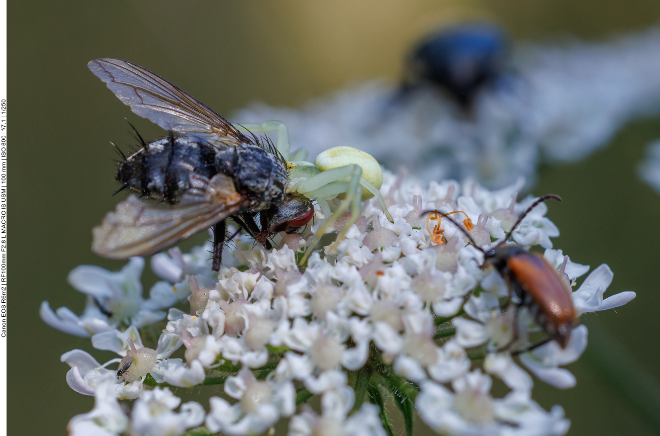 Krabbenspinne mit Opfer 