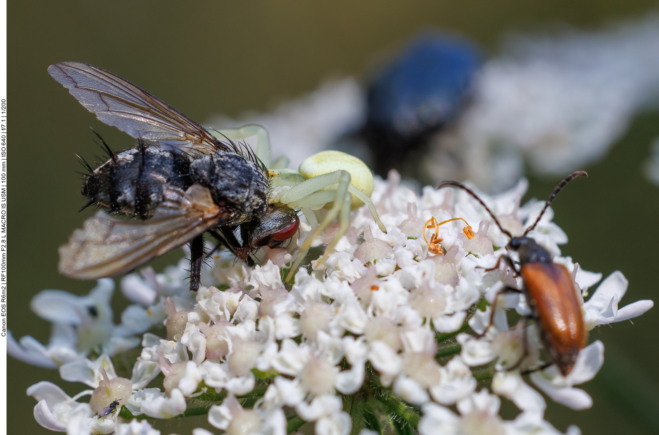 Krabbenspinne mit Opfer 