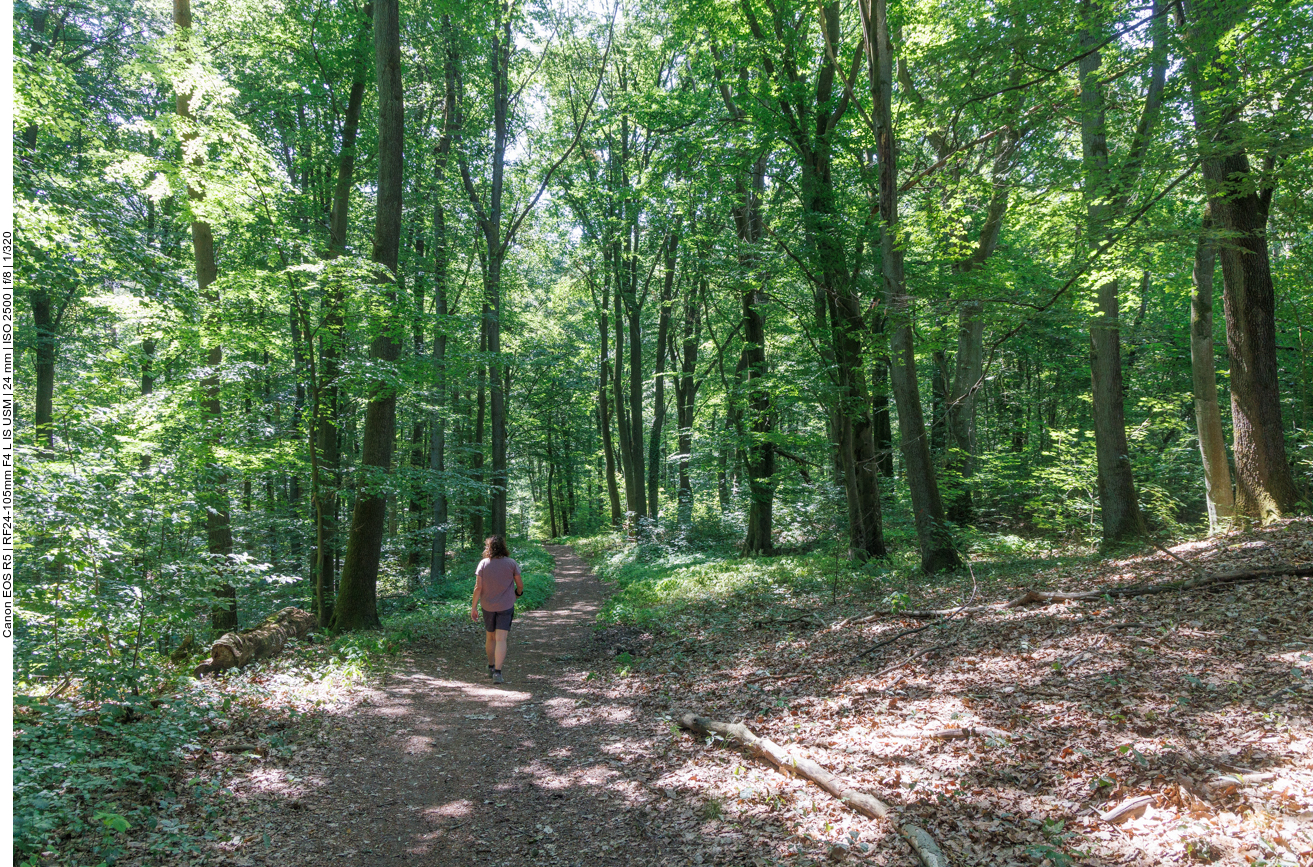 Endlich kommen wir in einen schattigen Wald 