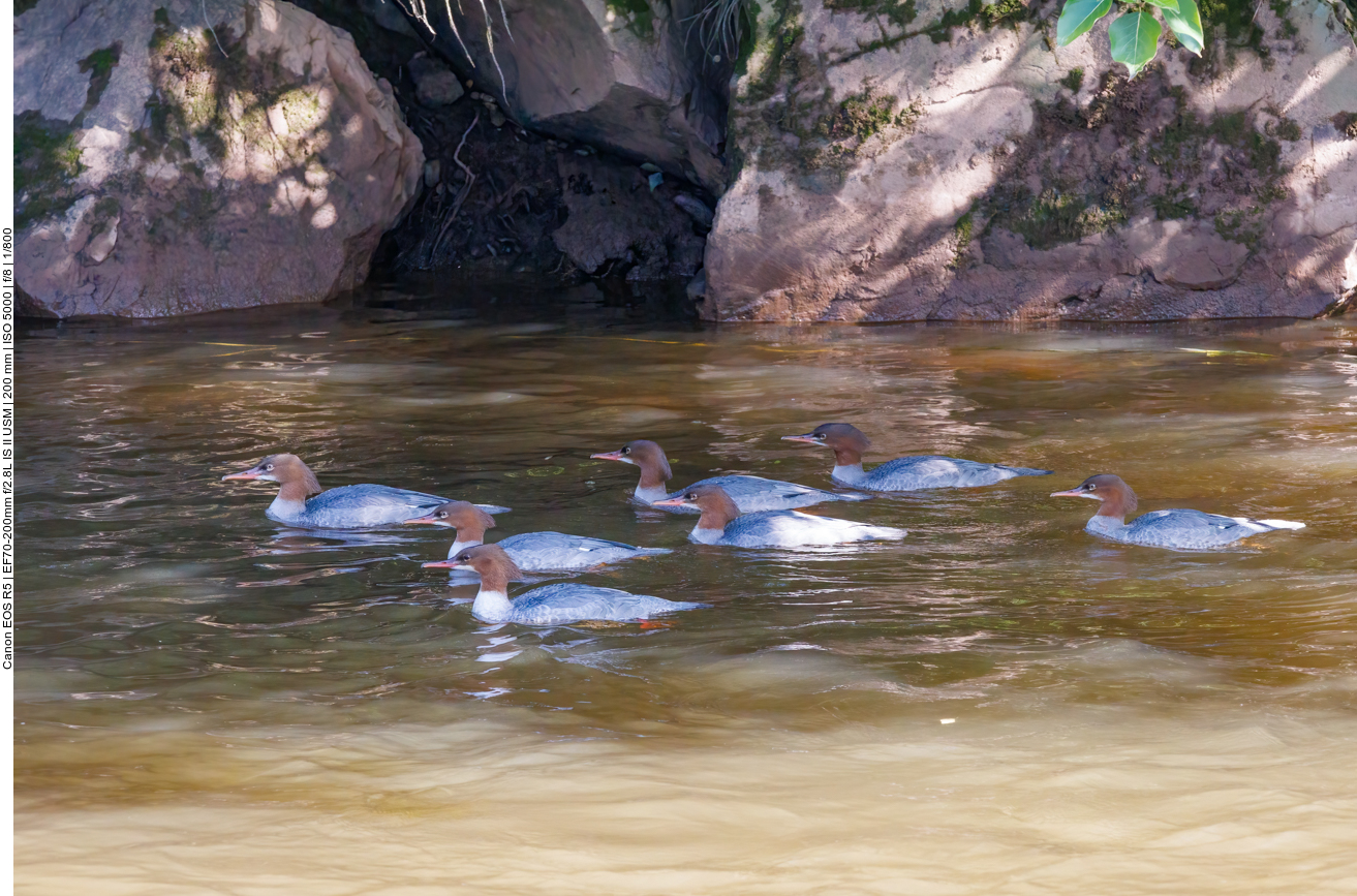 Gänsesäger-Familie auf der Prims 
