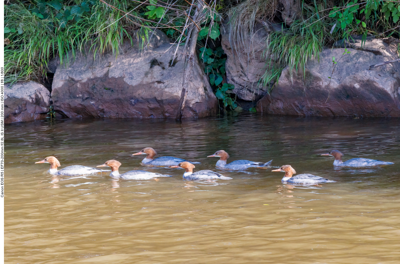 Gänsesäger-Familie auf der Prims 