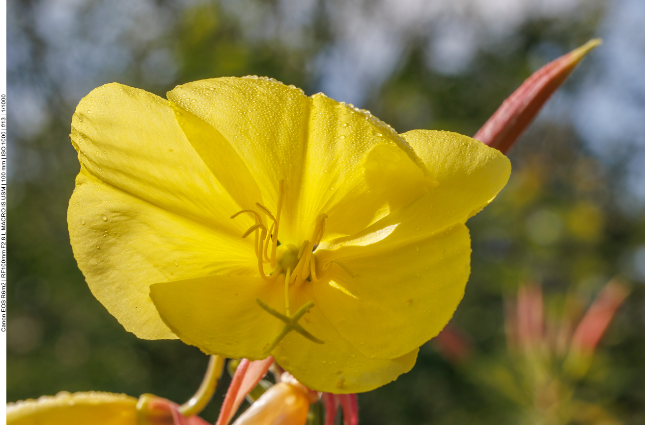 Große Nachtkerze [Oenothera glazioviana Micheli]