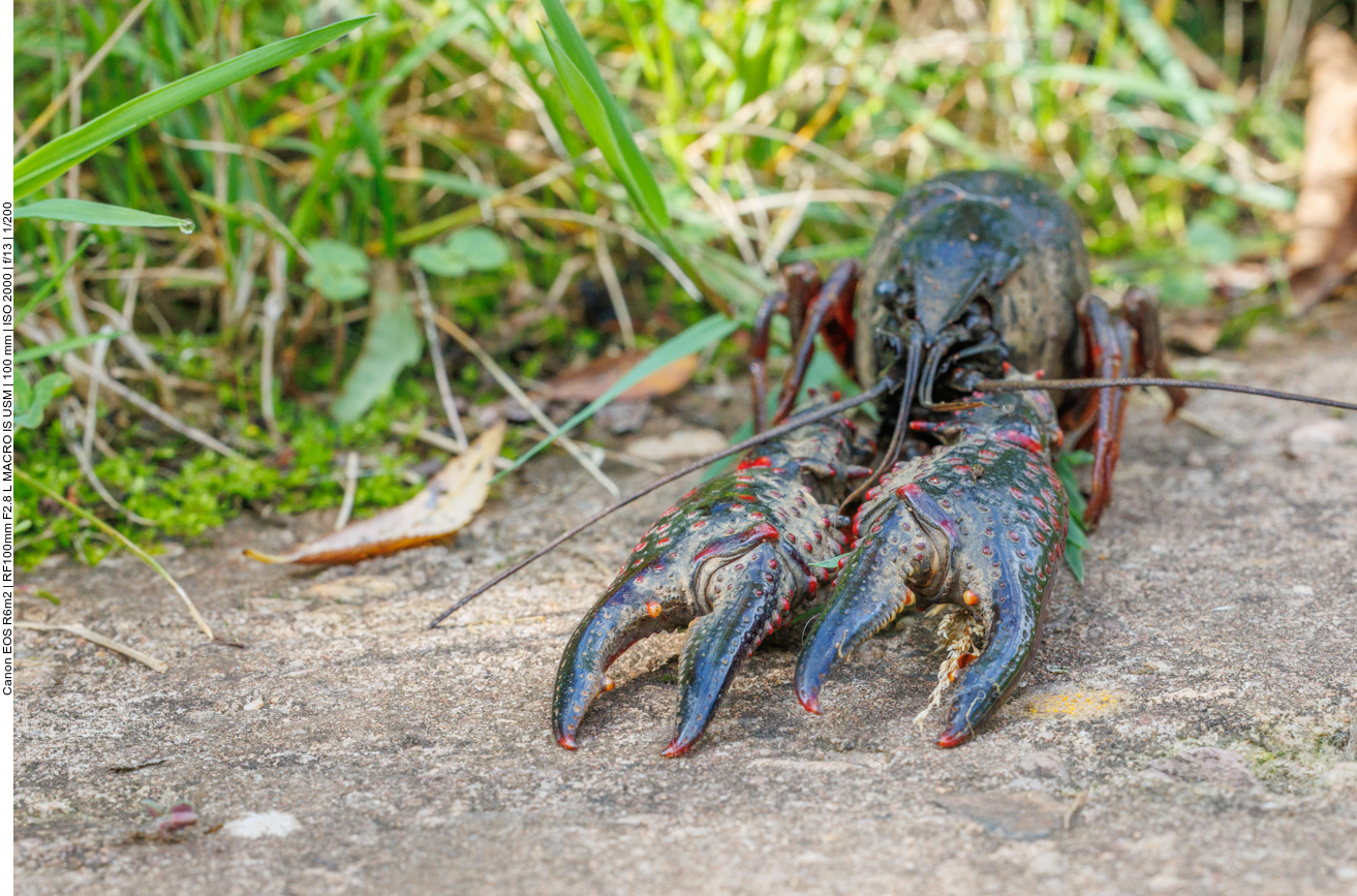 Ein aus Nordamerika eingeschleppter Signalkrebs 