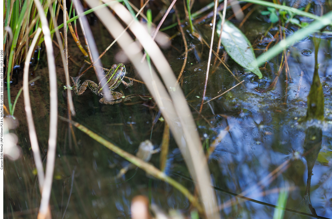 Kleiner Wasserfrosch 