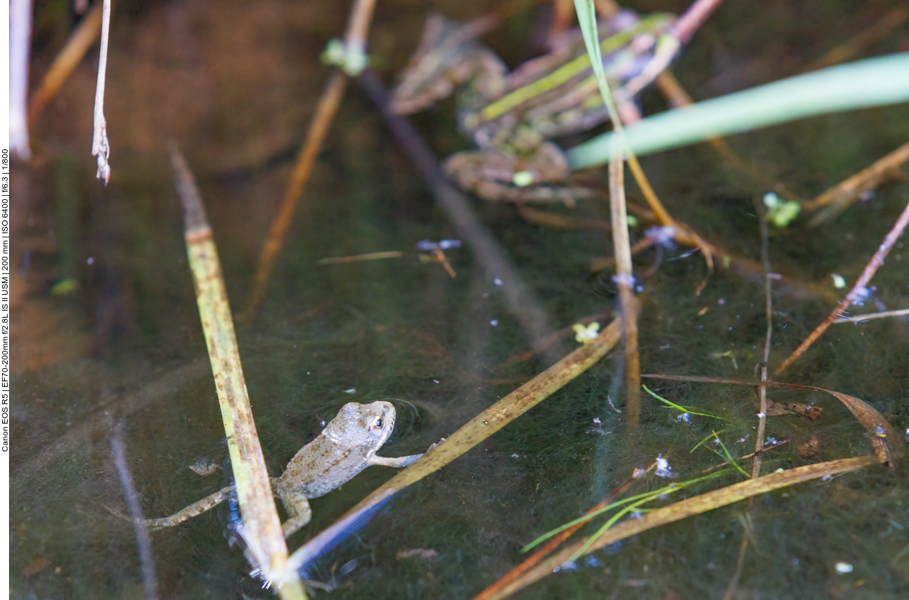 Moorfrosch oder Springfrosch 