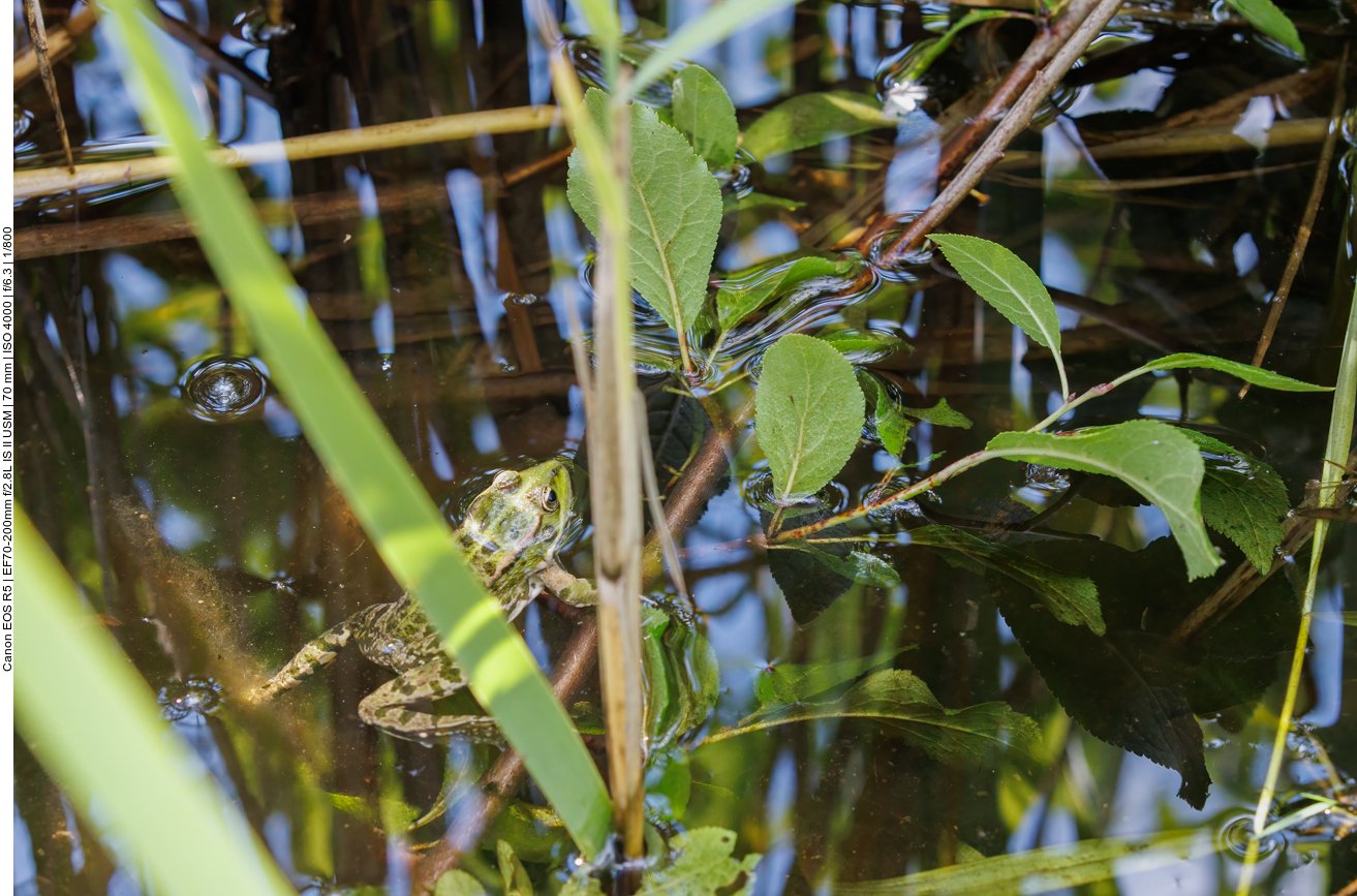 Kleiner Wasserfrosch 