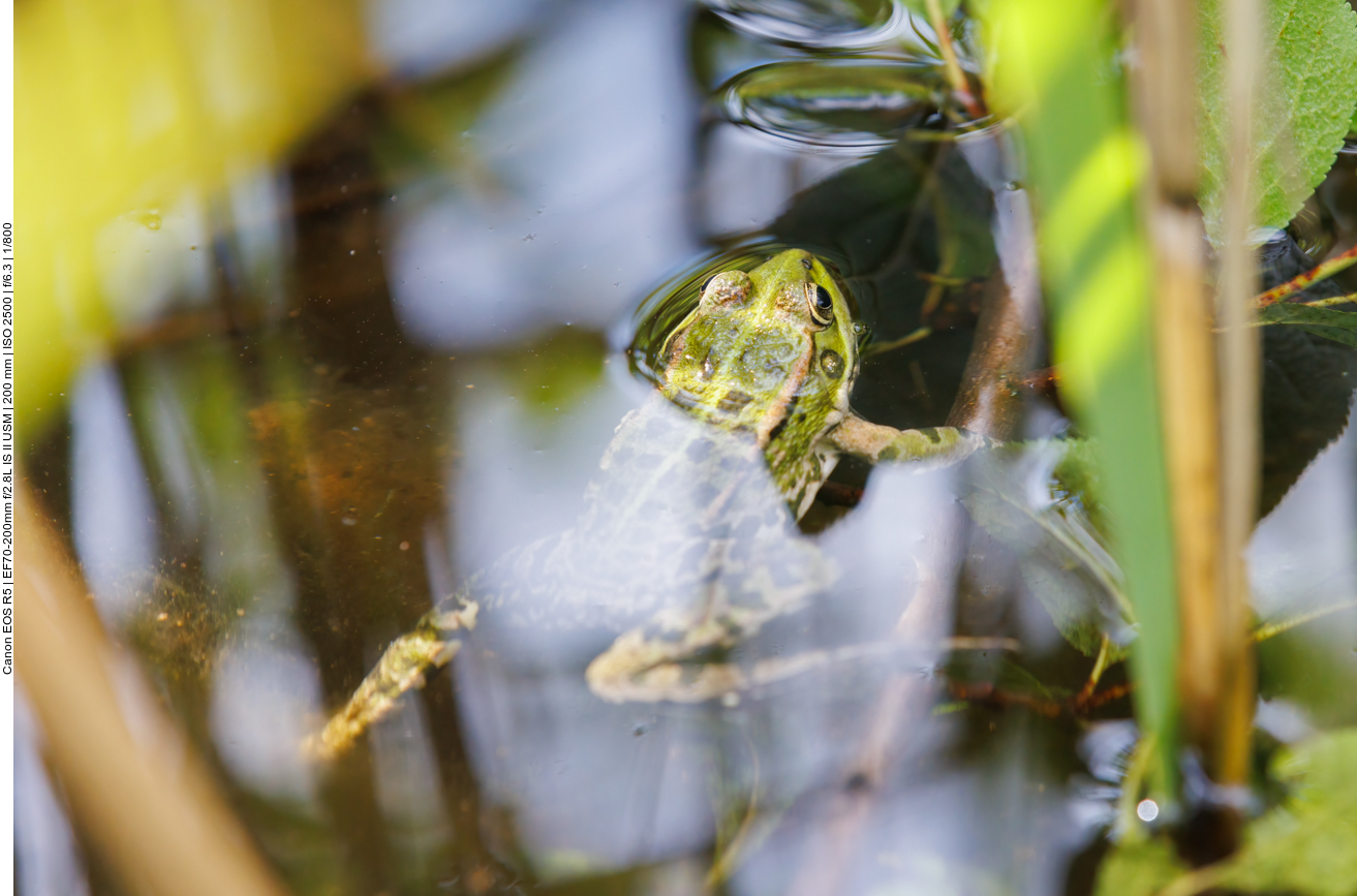 Kleiner Wasserfrosch 