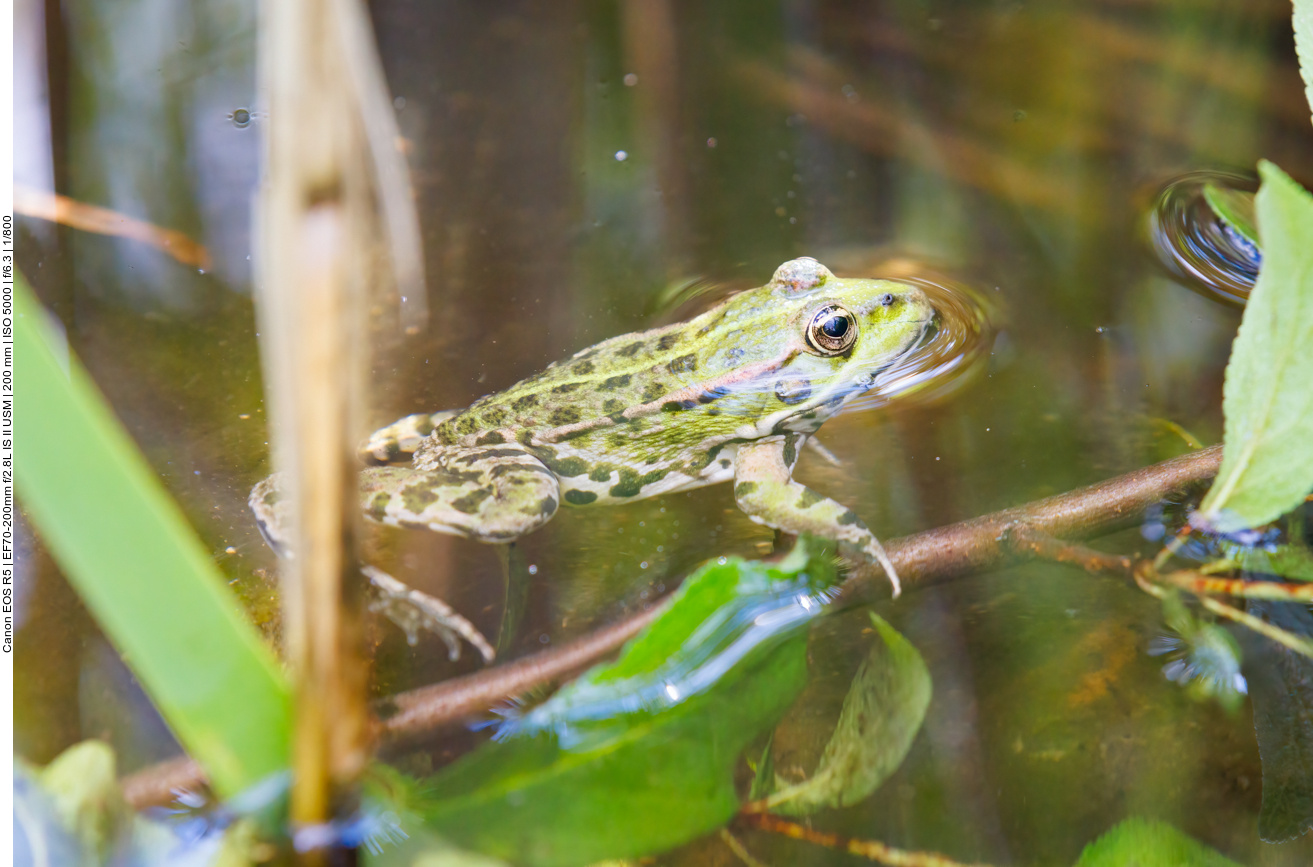 Kleiner Wasserfrosch 