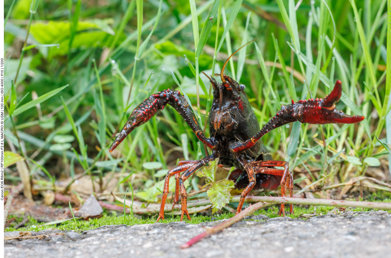 Ein Louisianakrebs, eine der drei invasiven Arten aus Nordamerika 